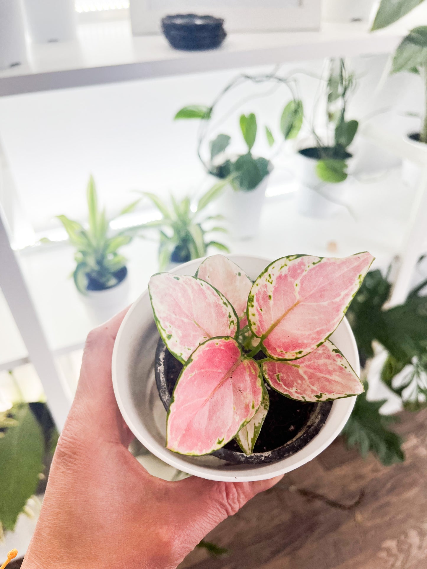 Aglaonema Red Gelly 3.5"