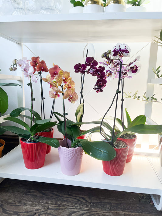 Orchidée phalaenopsis 5" - couleurs assorties