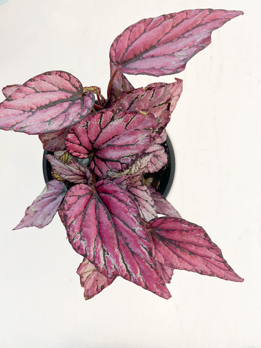 Begonia rex metalic pink