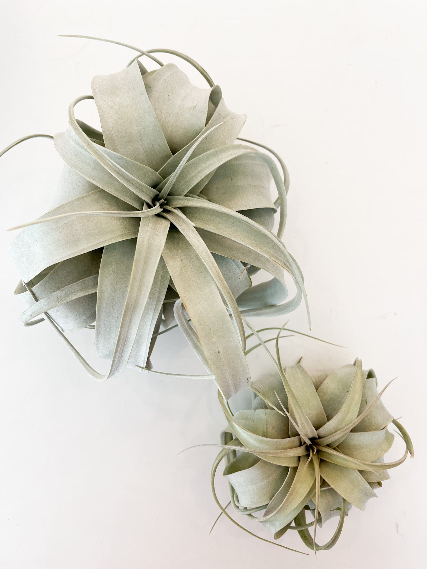 Tillandsia xerographica