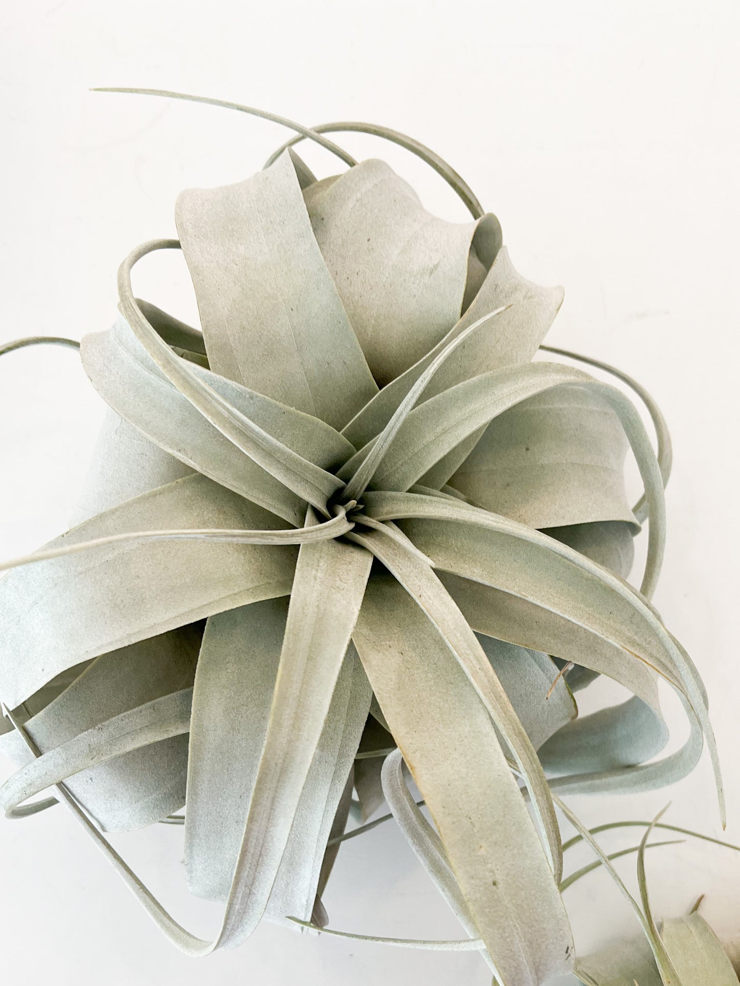 Tillandsia xerographica