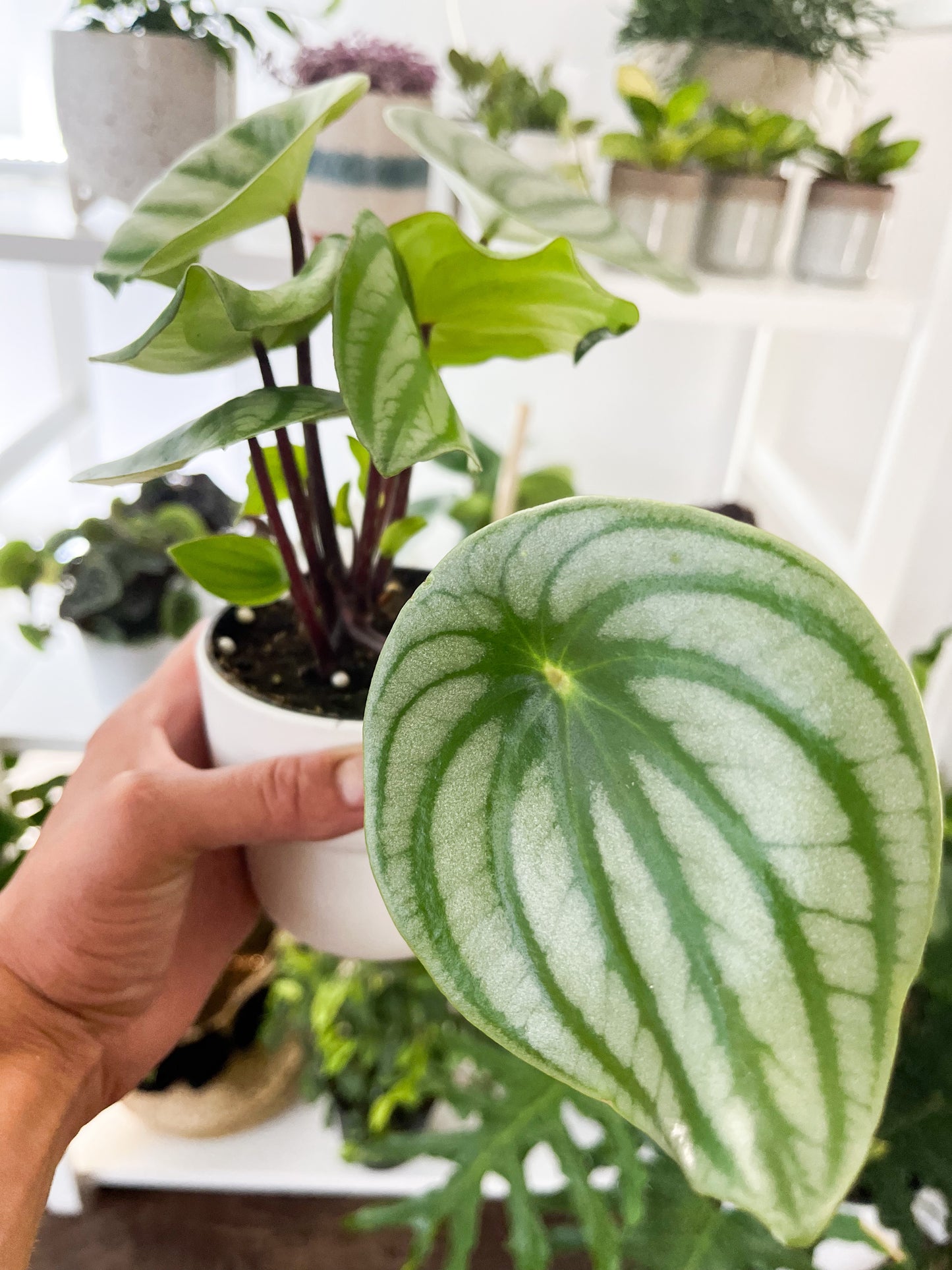 Peperomia watermelon 4”