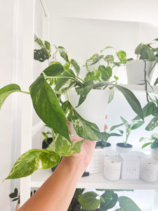 Epipremnum pinnatum Albo variegata 4”
