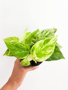 Pothos Marble Queen 4"