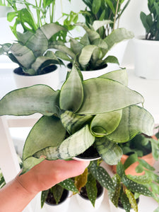 Sansevieria Moonshine 3.5'