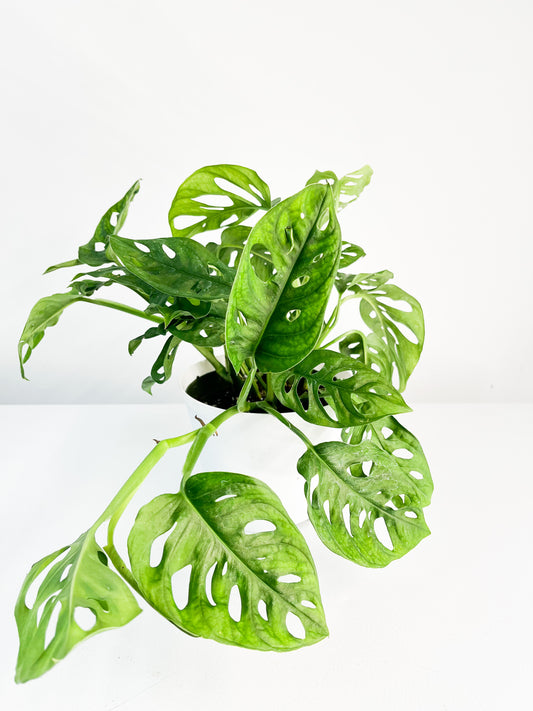 Monstera Adansonii 6 in.