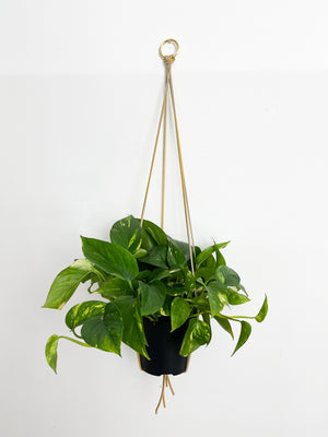 Jardinière minimaliste en cuir 30"