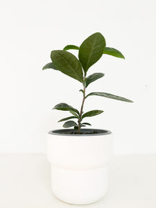 Plante de thé vert Camellia Sinensis 4”