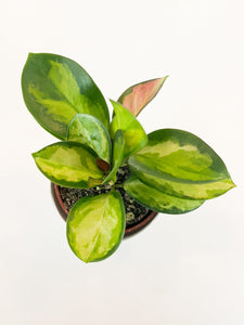 Hoya Australis Lisa 2,5”