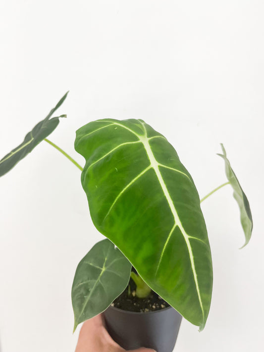 Alocasia Frydek 4"