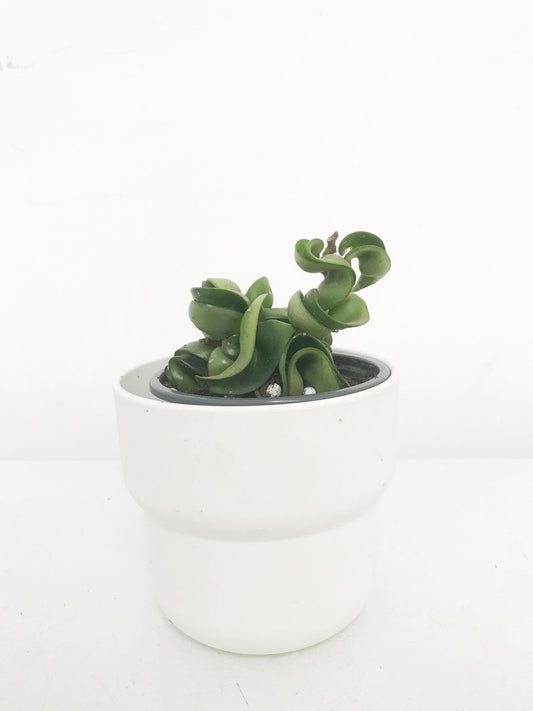 Hoya Compacta 4”