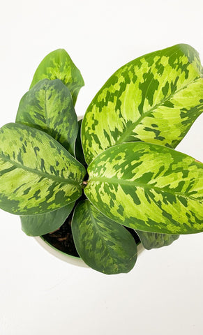 Homalomena camouflage 4.5"