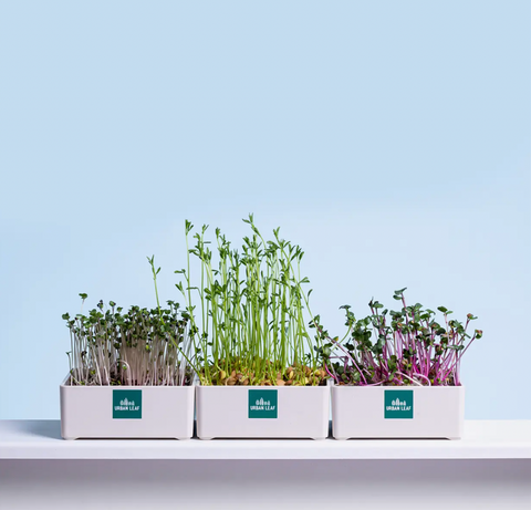 Growing kit for micro greens