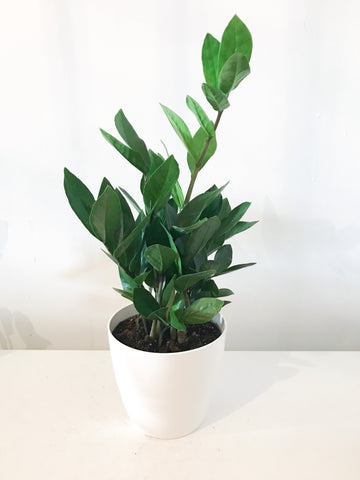 ZZ plant (Zamioculcas Zamiifolia) 6"