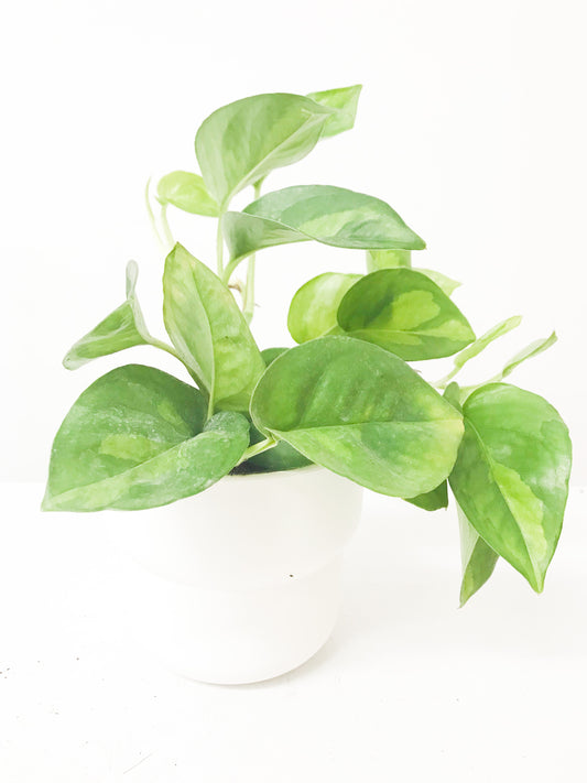 Pothos Global Green 4"