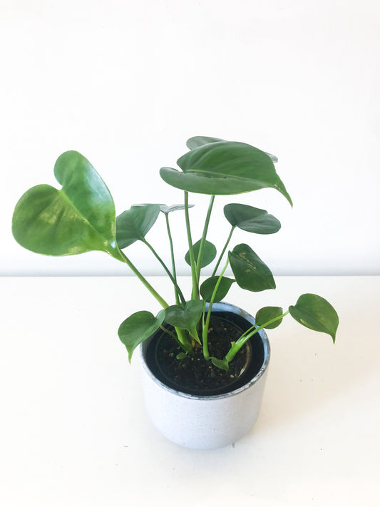 Monstera Deliciosa 4"