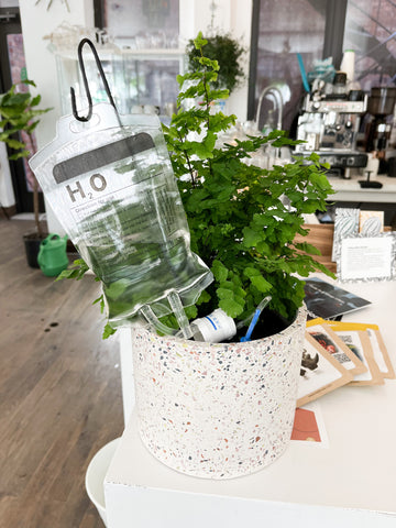 Solute for plants