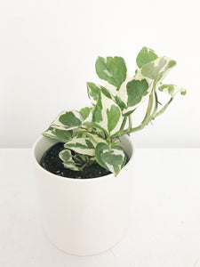 Pothos N’joy 4”