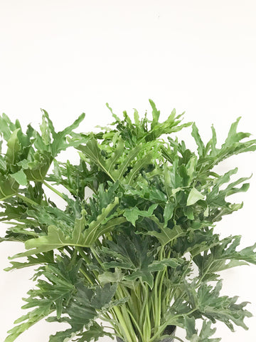 Philodendron Selloum 10"