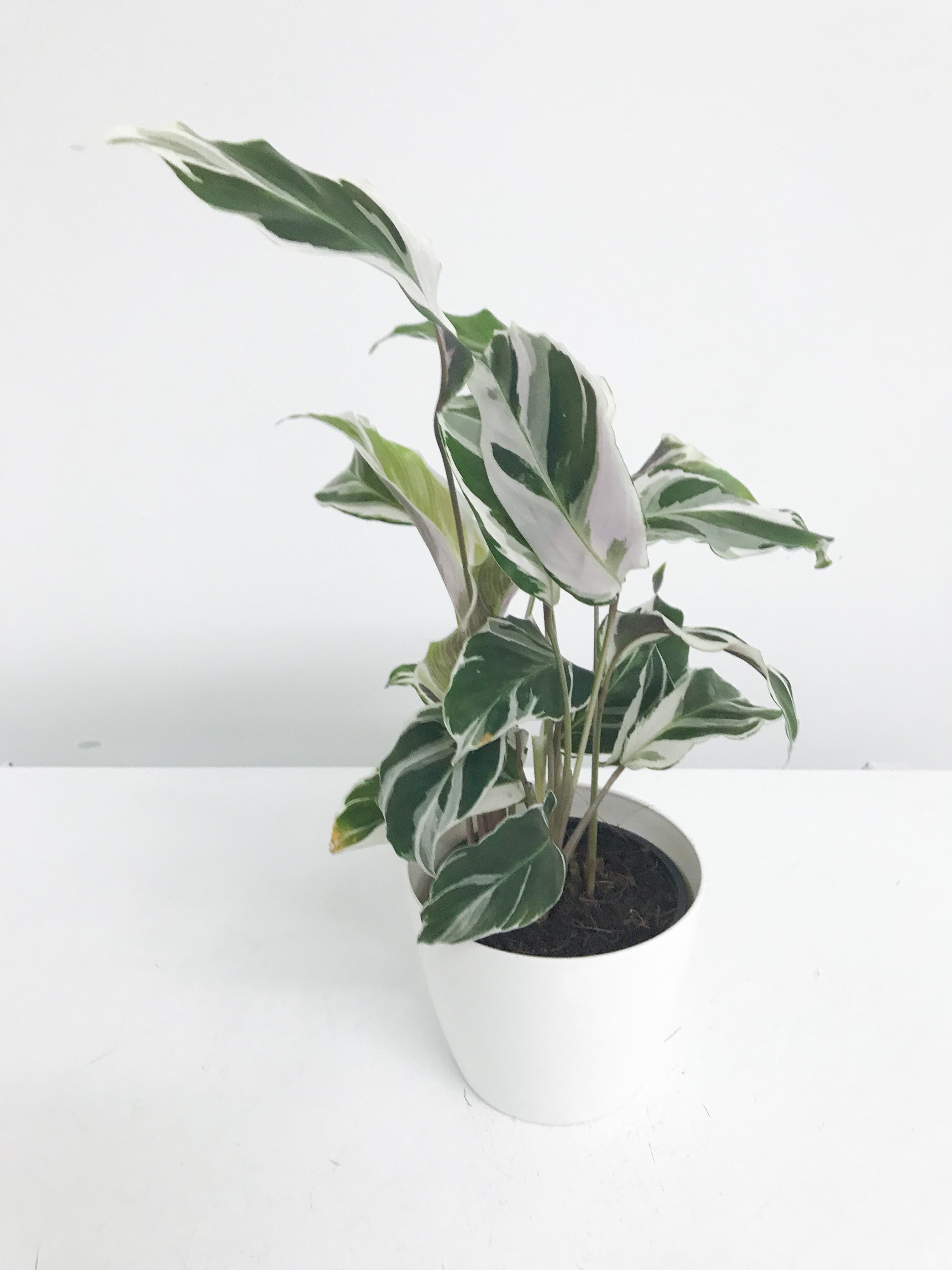 Calathea White Fusion 4"
