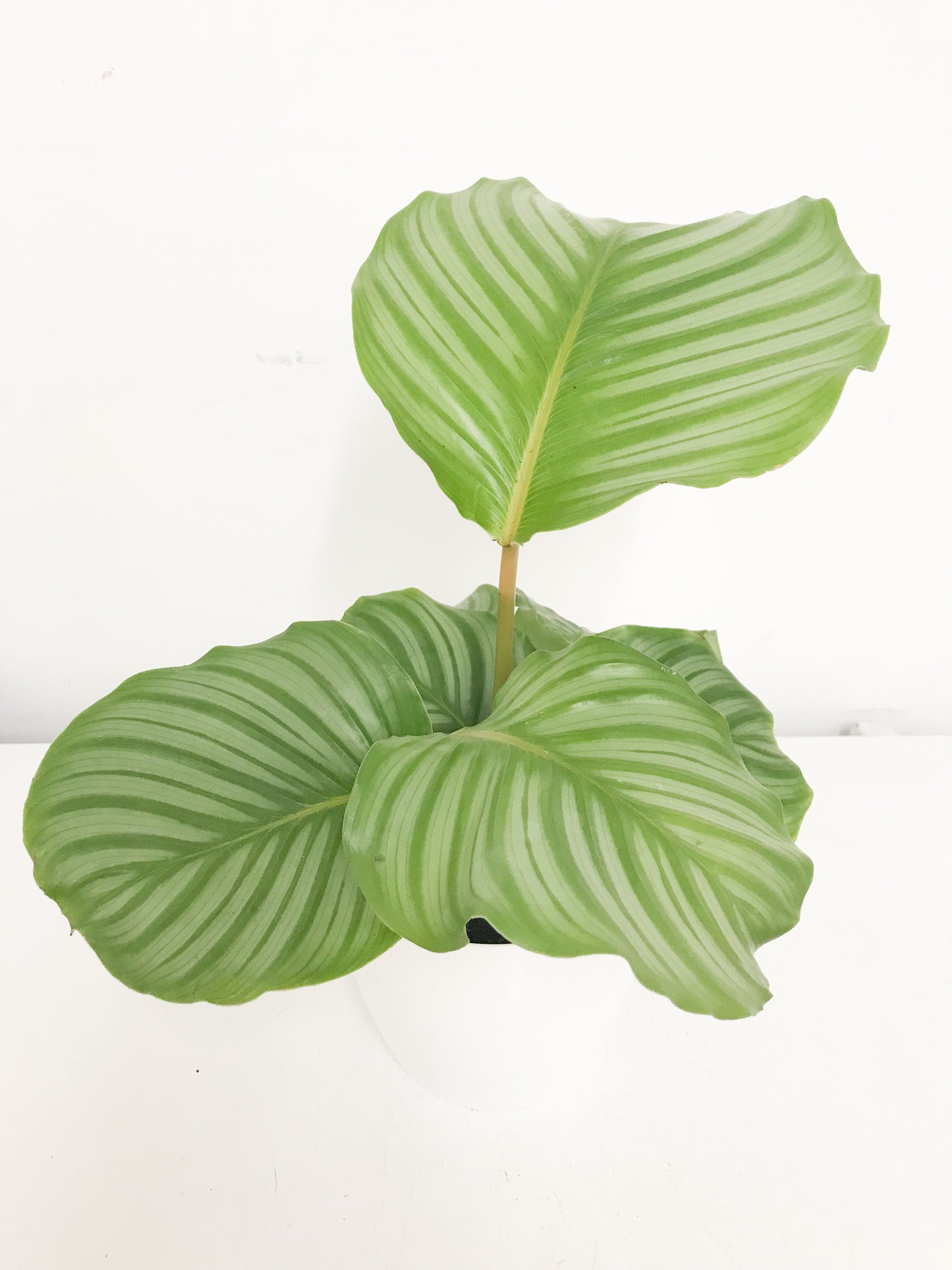 Calathea Orbifolia 6"