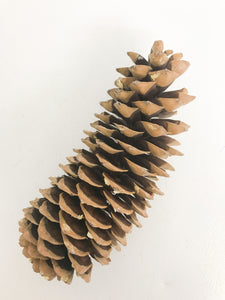 Giant pine cone