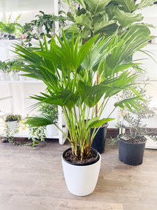 Livistona chinensis (Chinese fan palm) 10"