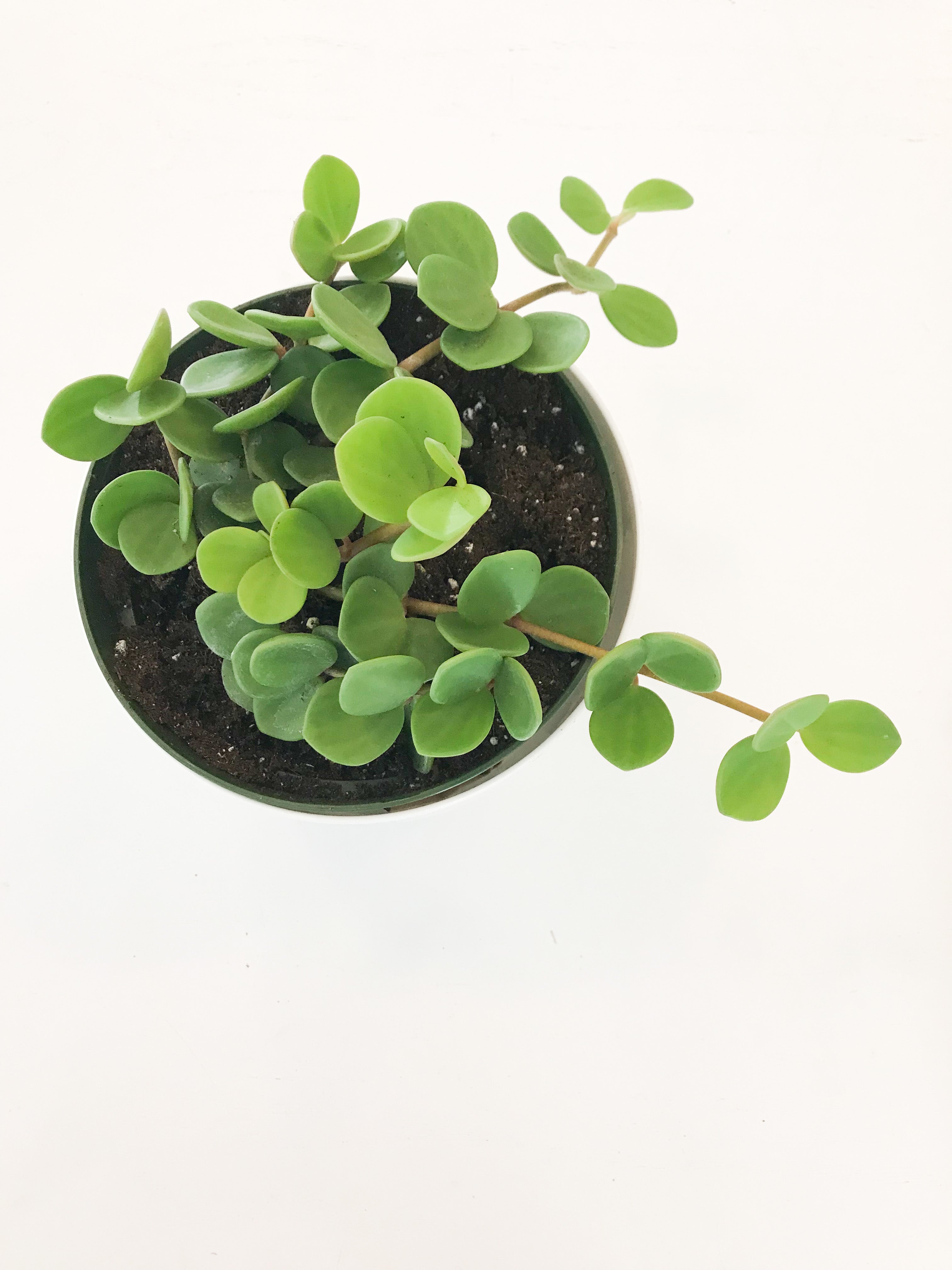 Peperomia Hope 6"