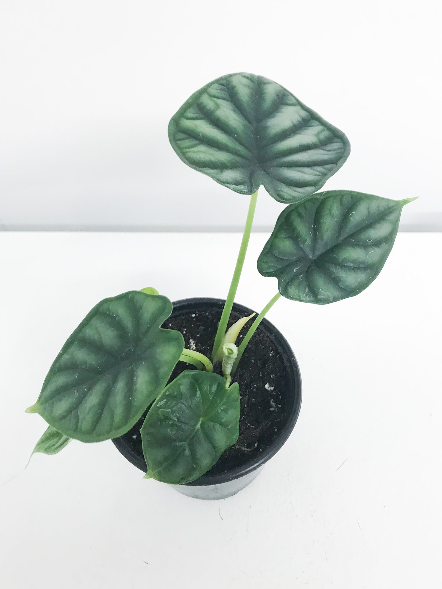 Alocasia Dragon Scale 4,5" 