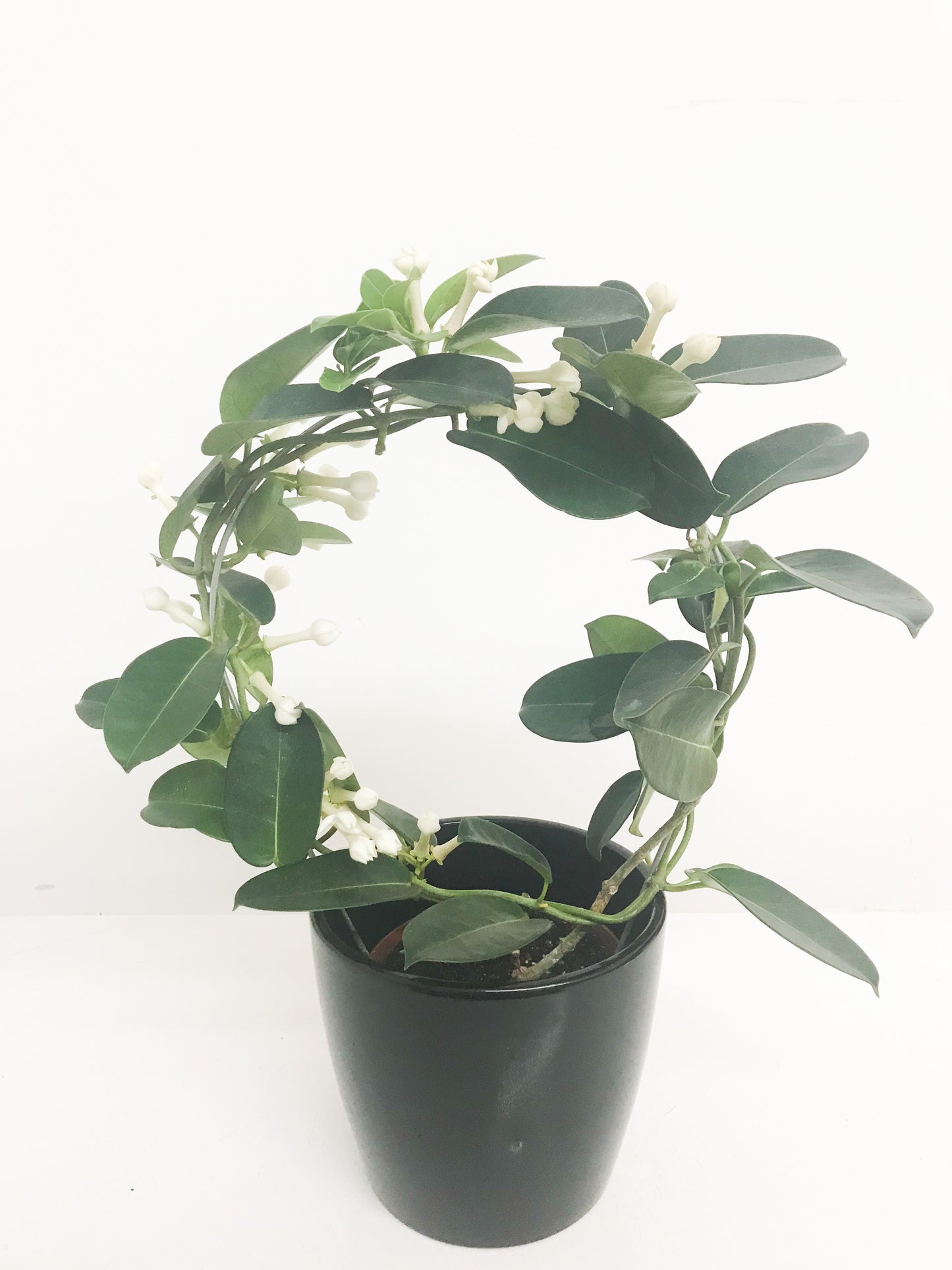 Stephanotis 5”