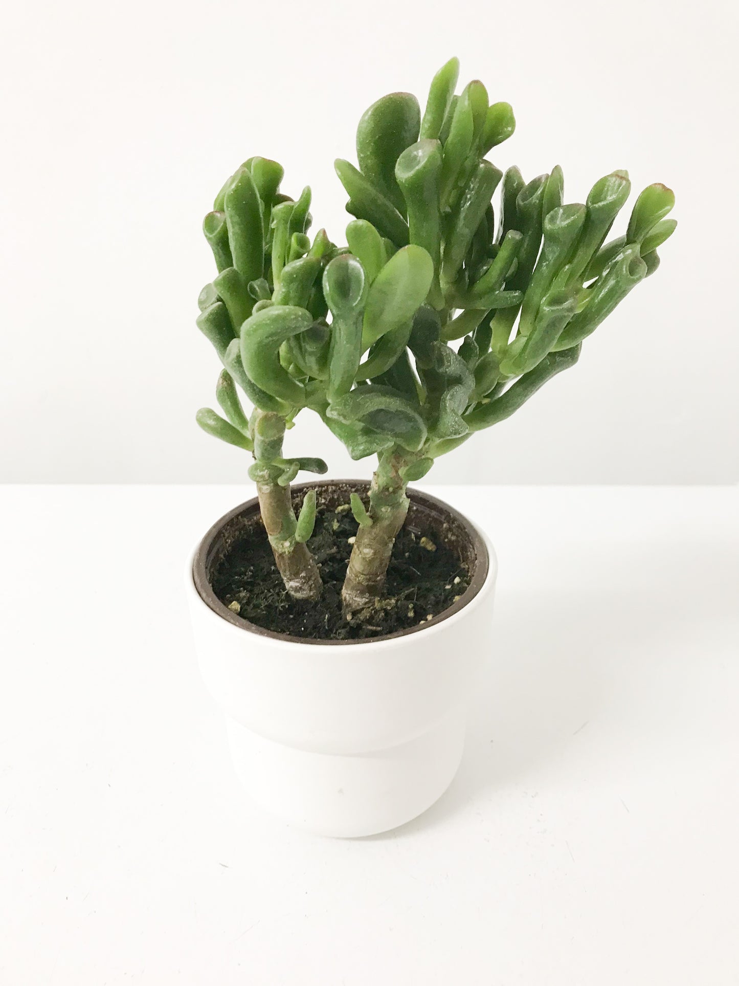 Crassula ovata 4”