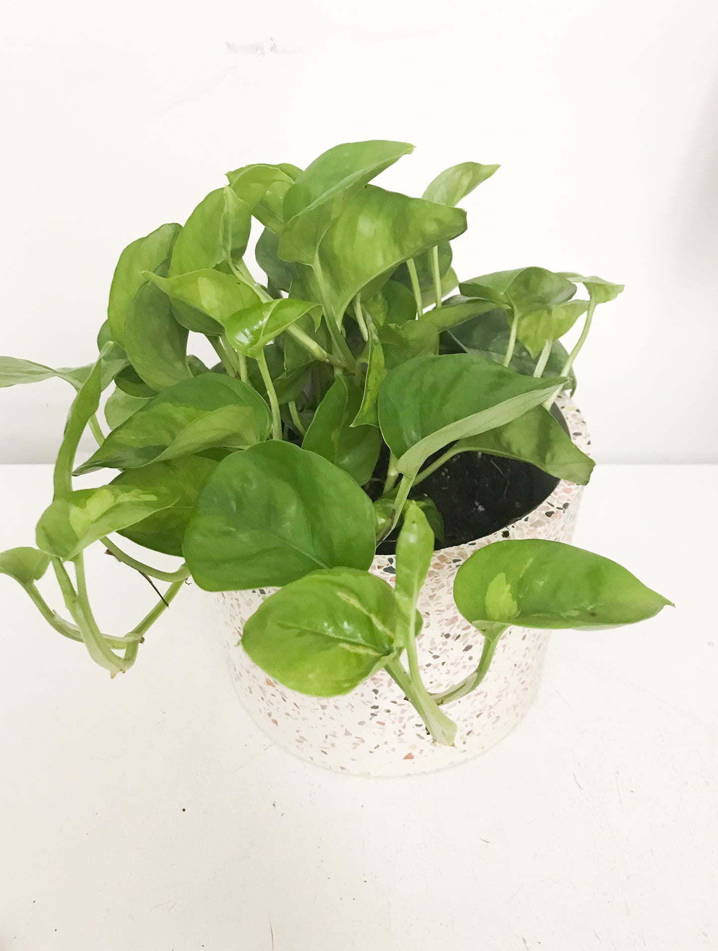 Pothos Global Green 6"