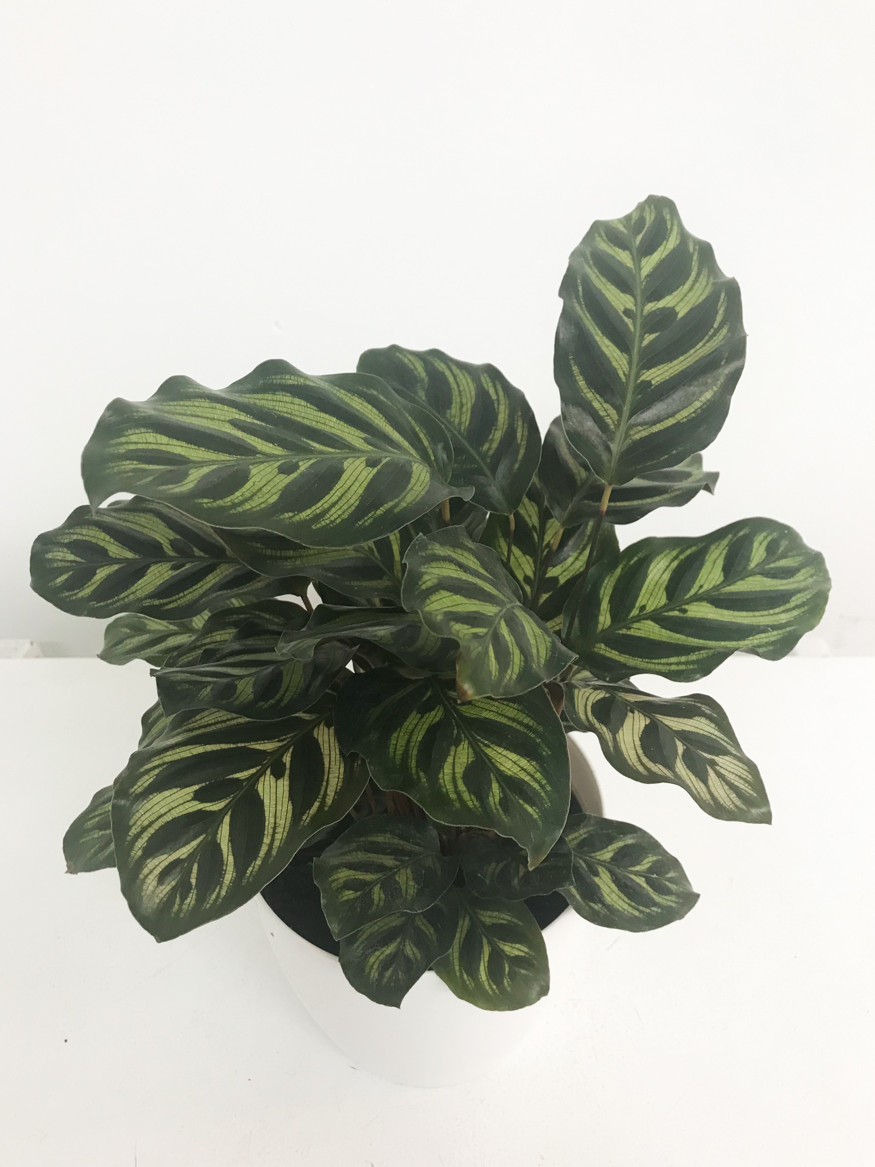 Calathea Makoyana 6”