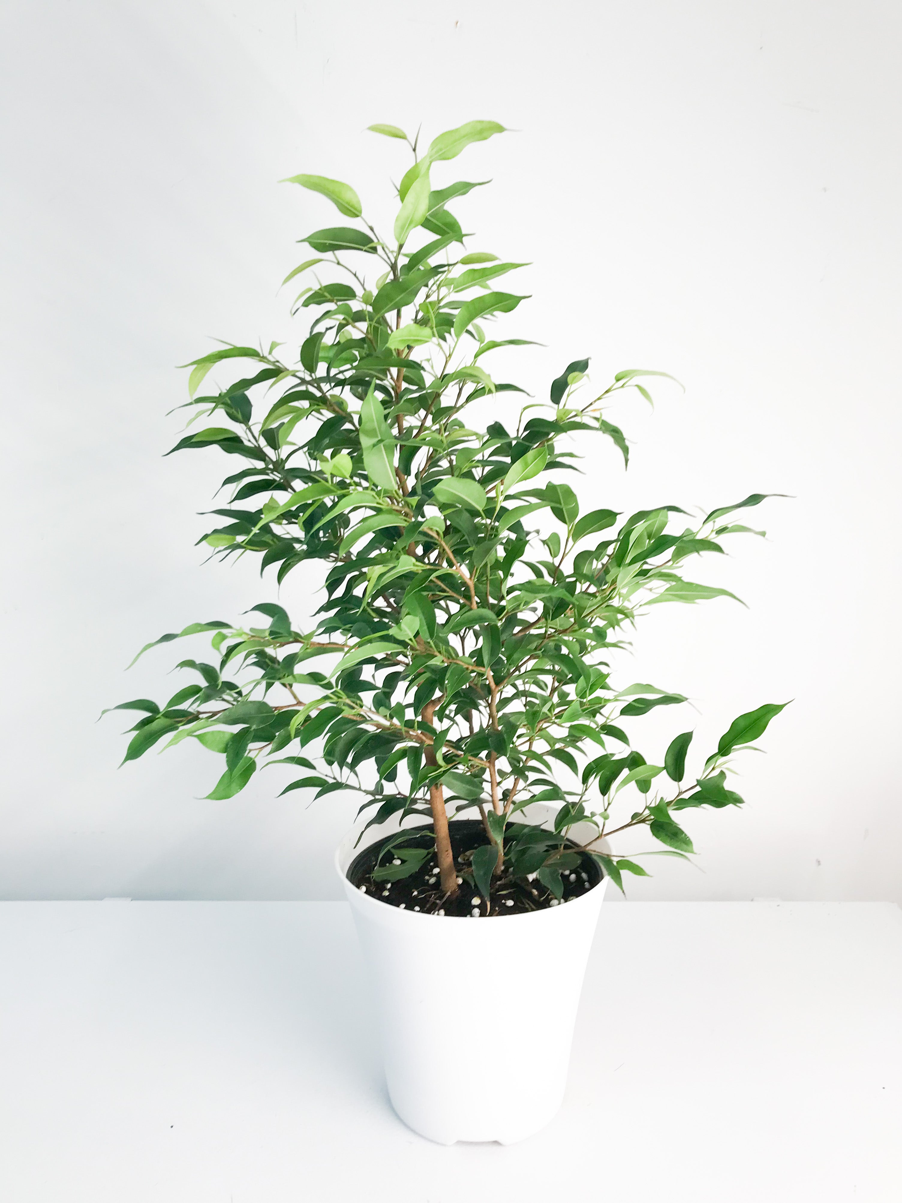 Ficus Benjamina 6”